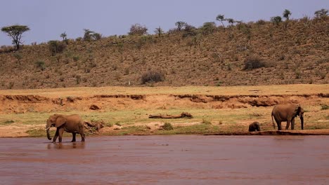 Static-view-of-elephant-herd-with-baby-elephant-at-a-shallow-river-on-hot-summer-day-in-Kenya,-Africa