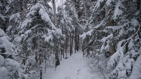 Snowy-Pine-Trees-In-Quiet-Forest---Winter-Landscape---wide-shot