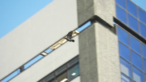 Cuervo-Volando-Y-Aterrizando-En-Las-Barandillas-De-La-Azotea-De-Un-Edificio-En-Tokio,-Japón