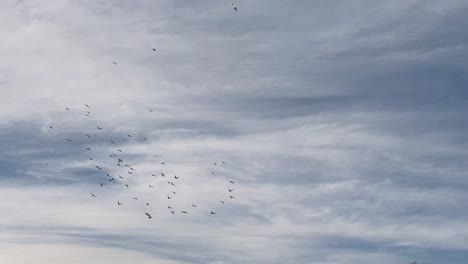 Haufen-Von-Zugvögeln-Tauben-Fliegen-über-Einem-Alten-Haus-In-Blauem-Himmel-Mit-Weißen-Wolken-In-Einer-Wüste-Im-Iran-Herum,-Tagsüber-Nachmittags-In-Der-Nähe-Des-Sonnenuntergangs-Auf-Dem-Dach-Aufgenommen---Lehmziegel-braune-Adobe-Hauswand-Sichtbar