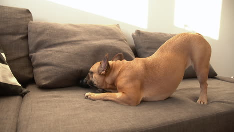 Small-brown-french-bulldog-chewing-on-a-toy-underneath-a-pillow-while-standing-on-his-hind-legs-on-the-sofa-on-a-sunny-day