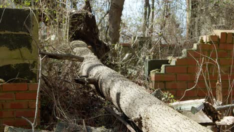 árbol-Que-Cayó-A-Través-De-Un-Edificio-Abandonado