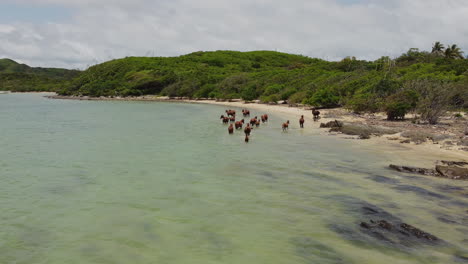 Small-herd-of-wild-horses-in-shallow-water,-north-coast,-New-Caledonia