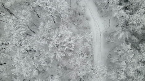 Schneebedeckte-Bäume,-Durch-Die-Die-Straße-Führt