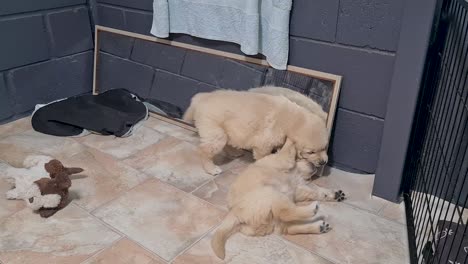 Dos-Cachorros-Golden-Retriever-Siendo-Afectuosos-En-El-Suelo-Frente-Al-Espejo
