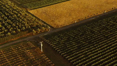 Aerial-shot-of-a-vineyard-during-sunset-golden-hour-in-Waipara,-New-Zealand