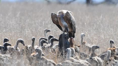 Wide-shot-of-lots-of-white-backed-vultures-and-black-backed-jackals-on-a-buffalo-carcass-in-the-dry-long-grass,-Kruger-National-Park