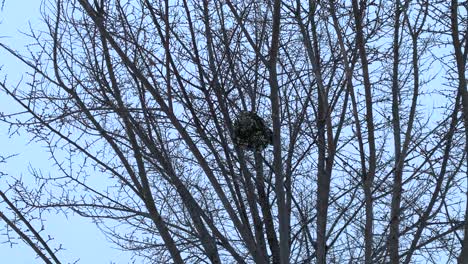Huge-nest-of-hornets-on-top-of-a-tree-in-winter