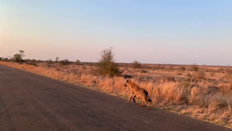Plano-General-De-Una-Hiena-Manchada-Corriendo-En-La-Carretera-De-Alquitrán-A-La-Luz-Dorada-De-La-Mañana-En-El-Parque-Nacional-Kruger