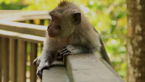 Juvenile-Long-tailed-macaque-lying-on-top-of-walkway-banister-in-Ubud-Monkey-Forest,-Bali---Medium-close-up-shot