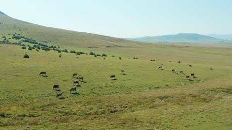 Herd-of-cows-grazing-on-a-green-field