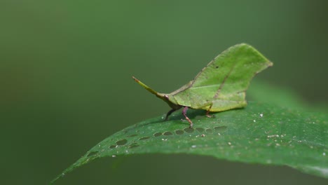 Leaf-mimic,-Katydids,-4k-footage,-Kaeng-Krachan-National-Park,-Thailand