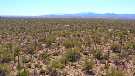 4K-aerial-of-desert-landscape-with-cacti-at-Saguaro-National-Park,-by-Tucson,-Arizona,-USA