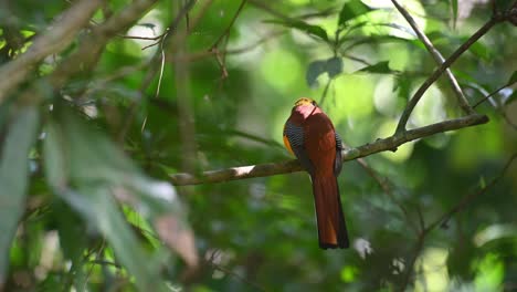 Orange-breasted-Trogon,-Harpactes-oreskios,-Kaeng-Krachan-National-Park,-Thailand
