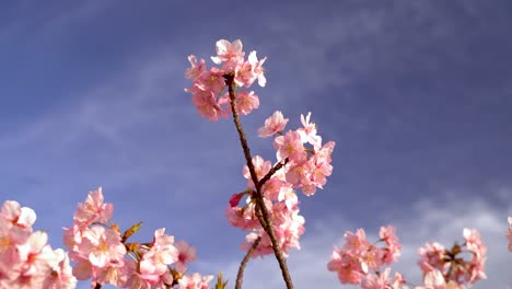 Looking-up-to-single-branch-of-Sakura-cherry-blossom-against-blue-and-cloudy-sky