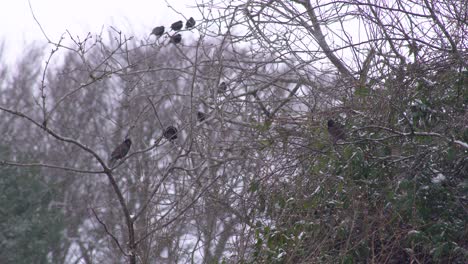 Group-of-small-black-birds-sitting-in-a-withered-tree-while-some-birds-are-flying-around-on-a-snowy-day-in-Scotland