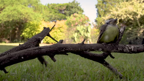 Süßer-Babyvogel,-Der-Auf-Einem-Ast-Sitzt-Und-Seine-Umgebung-Betrachtet