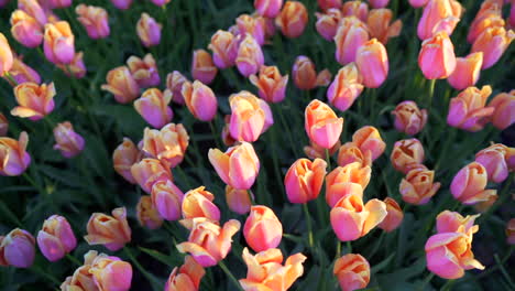 Mujer-Caminando-Por-El-Campo-De-Tulipanes-Al-Amanecer-Con-Buena-Luz-En-Abbotsford,-Columbia-Británica,-Canadá-Cerca-De-Las-Flores