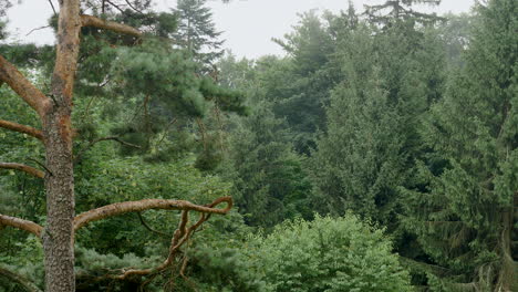 Timelapse-of-the-thick-wet-mist-in-the-mountain-pine-and-spruce-forest---the-natural-process-of-creating-the-clouds