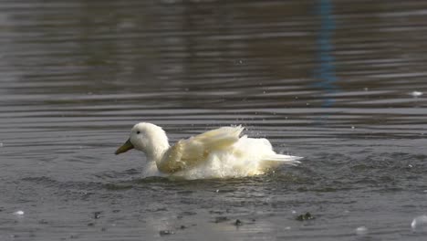 A-white-mallard-duck-flapping-its-wings-and-playing-in-the-water-in-slow-motion