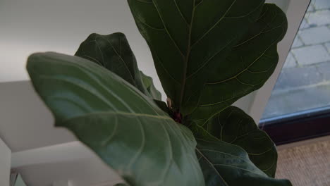 fiddle-leaf-fig-in-a-living-room-close-up-4k-zoom-in