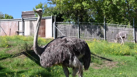 An-ostrich-is-scratching-its-feathers-in-a-grassy-field-in-a-zoological-park