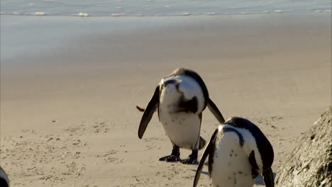 Colonia-De-Pingüinos-De-La-Playa-De-Cantos-Rodados,-Simonstown