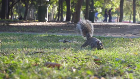 Ein-Eichhörnchen,-Das-Im-Park-Nach-Nahrung-Sucht