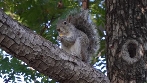 Ein-Eichhörnchen,-Das-In-Einem-Baum-Frisst