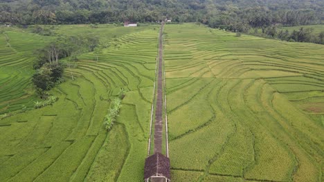 Vista-Aérea-Hermosos-Campos-De-Arroz-En-Terrazas-En-El-área-De-Nanggulan,-Kulonprogo,-Yogyakarta