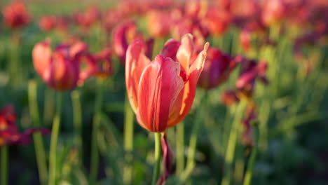 Field-of-tulips-at-sunrise-in-nice-light-in-Abbotsford,-British-Columbia,-Canada-close-up