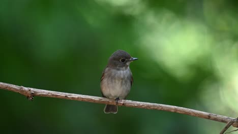 Seen-on-a-vine-looking-to-the-right-flapping-and-chirping,-Asian-Brown-Flycatcher-Muscicapa-dauurica,-Thailand
