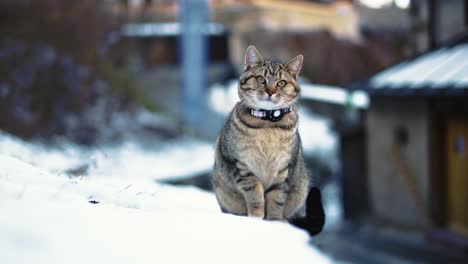 Pretty-and-adorable-cat-is-observing-its-surroundings-with-its-curious-green-eyes-and-grey-fluffy-fur,-close-up-with-background-blur-on-a-lazy-afternoon-in-the-snow-in-winter