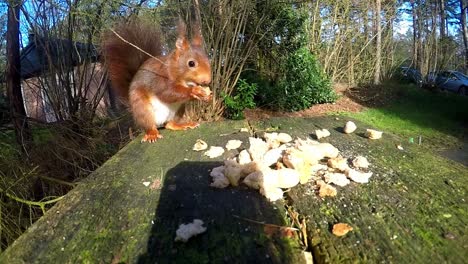 Red-Squirrel-Standing-On-Edge-Of-Garden-Table-Eating-Food