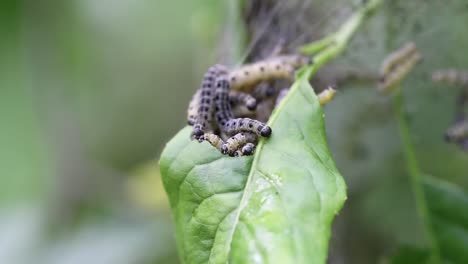 Cluster-of-ermine-moth-caterpillars,-yponomeutidae,-feeding-on-green-leaves-of-a-tree
