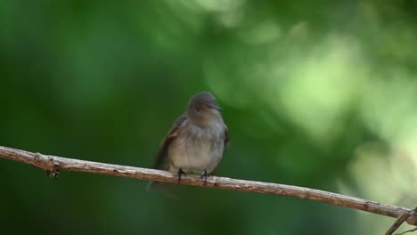 Wagging-its-tail-up-and-down-then-flaps-its-wings-as-it-chirps-while-looking-towards-the-camera,-Asian-Brown-Flycatcher-Muscicapa-dauurica,-Thailand