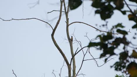 Busy-rapidly-pecking-on-the-bark-of-the-tree,-Grey-headed-Woodpecker-Picus-canus,-Kaeng-Krachan-National-Park,-Thailand