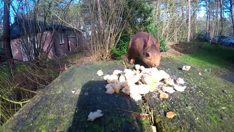 Red-Squirrel-Approaching-Garden-Table-To-Nibble-On-Food