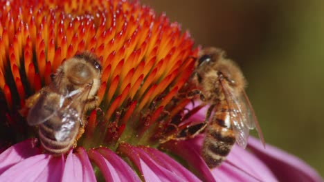 Super-Nahaufnahme-Von-Bienen,-Die-Eine-Violette-Und-Orangefarbene-Blume-Bestäuben