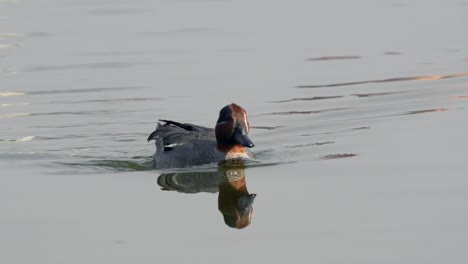 A-green-winged-teal-swimming-around-in-Taudaha-Lake-in-Nepal