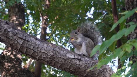 Ein-Eichhörnchen,-Das-Eine-Frucht-Auf-Einem-Baum-Isst