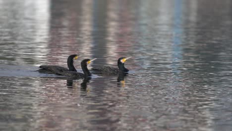 Three-cormorants-swimming-around-in-a-lake-in-the-morning-light