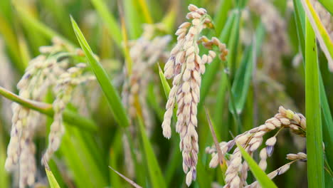 Rice-seeds-in-the-field-ready-for-harvesting