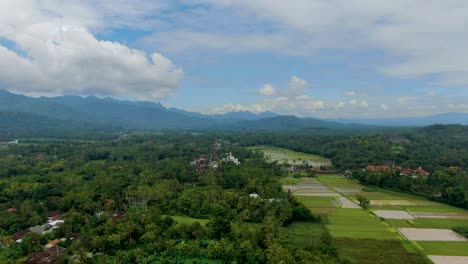 Rice-plantation-surrounded-by-dense-tropical-forest-in-Indonesia,-aerial-drone-view