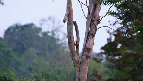 Gesehen,-Wie-Er-Sich-Putzt-Und-Seine-Flügel-Ausbreitet,-Während-Er-Am-Nachmittag-Auf-Nahrungssuche-Geht,-Flammenrücken-Dinopium-Javanense,-Kaeng-Krachan-Nationalpark,-Thailand