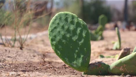Prickly-Pear-cactus-isolated-on-deserted-arid-background-on-a-sunny-day
