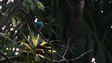 Green-honeycreeper-male-perched-on-branch-in-rainforest-while-raining