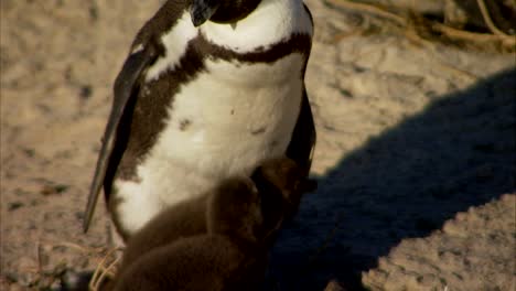 Felsbrocken-Strand-Pinguinkolonie-Simonstown