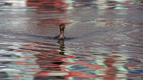 A-cormorant-swimming-around-in-a-lake-before-diving-to-go-fishing