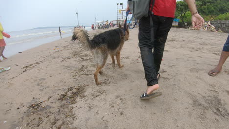 german-shepherd-dog-walking-with-his-master-along-the-beach